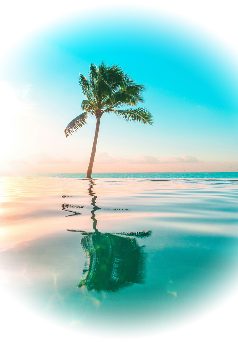 Infinity pool and coconut tree. https://yourdreamcruises.com